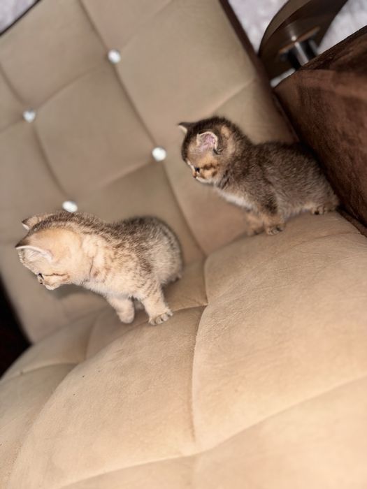 Золотая шиншила продается срочно N11