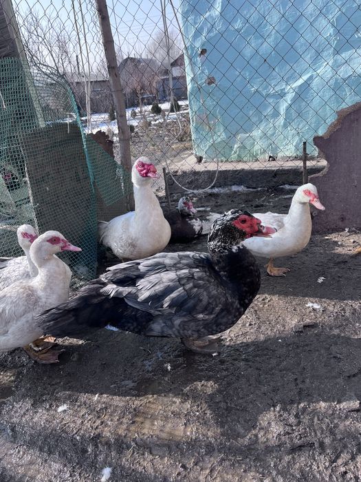 Продаются индоутки