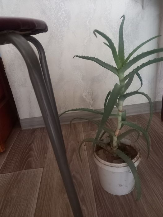 Лечебный цветок алоэ