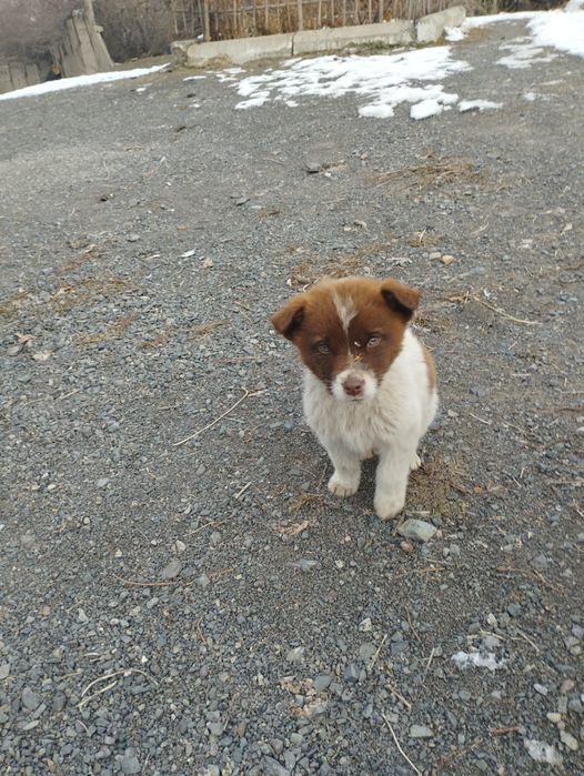 Пристраеваются щенки в добрые руки