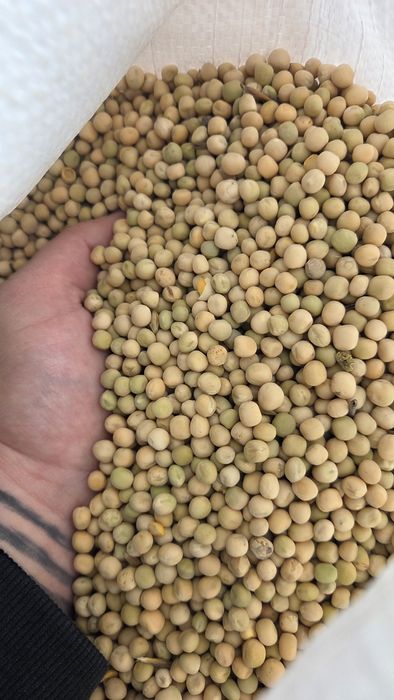 Mazare pentru semanat C1