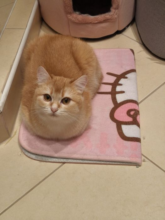 9-месечна женска златна британска късококосмя котка