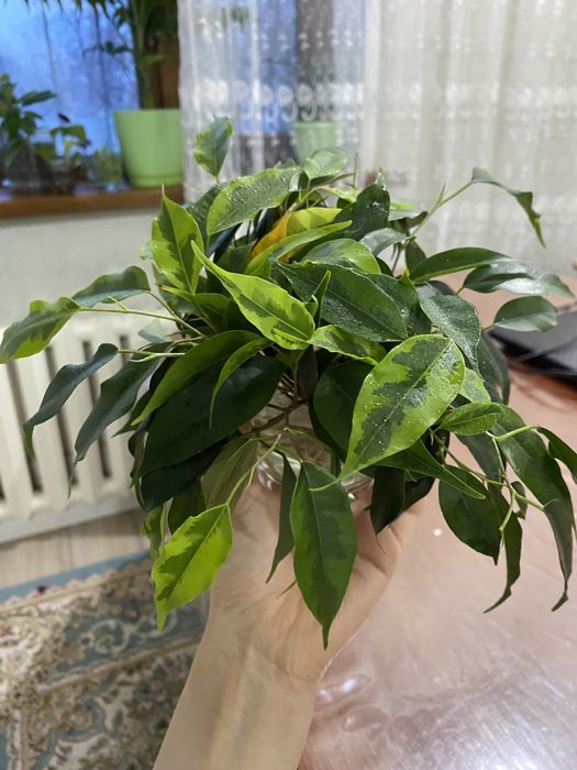 Растения, ростки