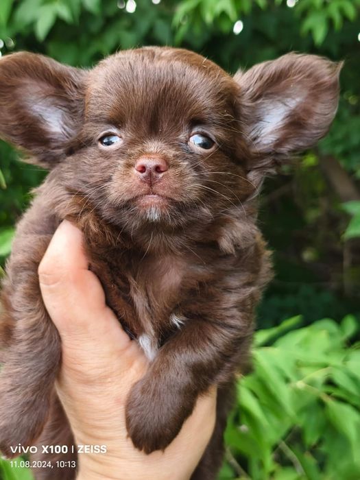 Продам шикарных щенков чихуахуа