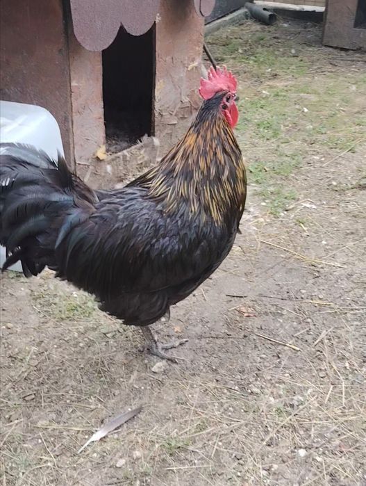 Cocos Australorp.