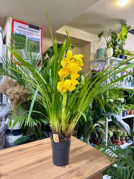 Цимбидиум. Орхидея