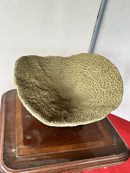 Fructiera superba tip coral