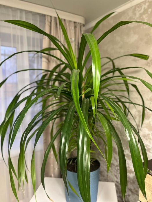 Продам цветок Панданус