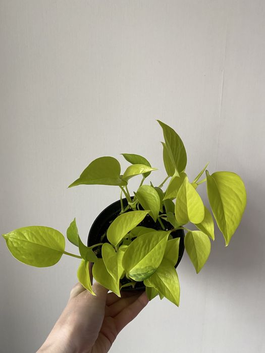 Эпипремнум неон, лайм