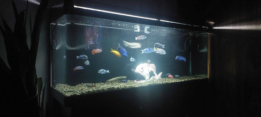 Продам аквариумных рыб