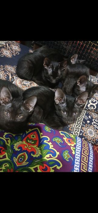 Mushuklar hadiyaga beriladi