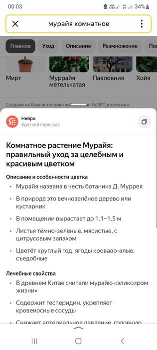 Продам  саженцы мурайи