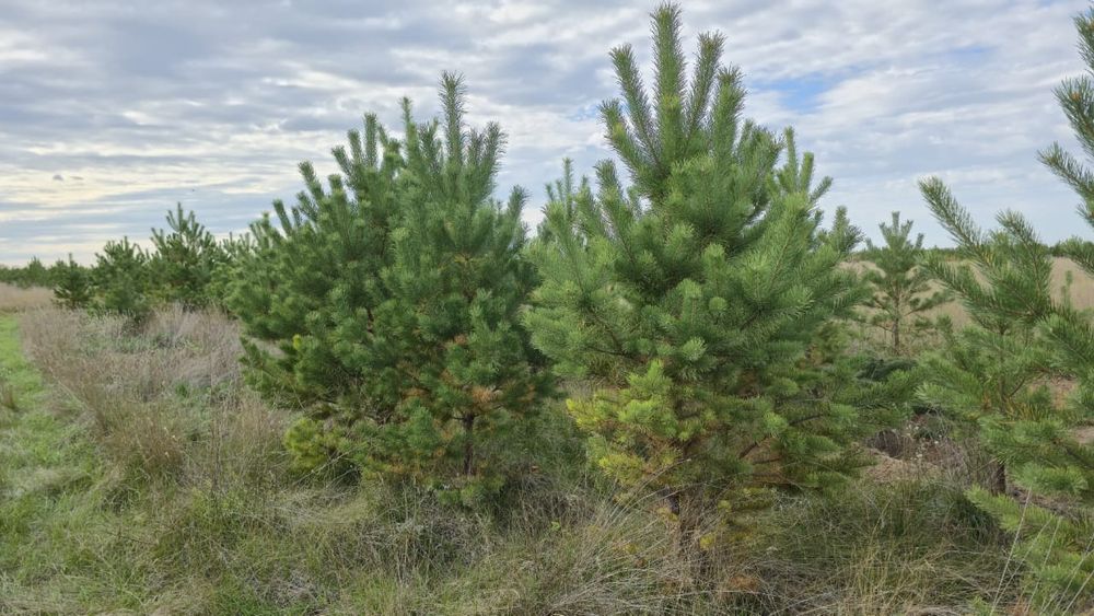 Сосны пушистые красивые