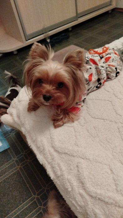 Мягкие игрушки (корова и лев).