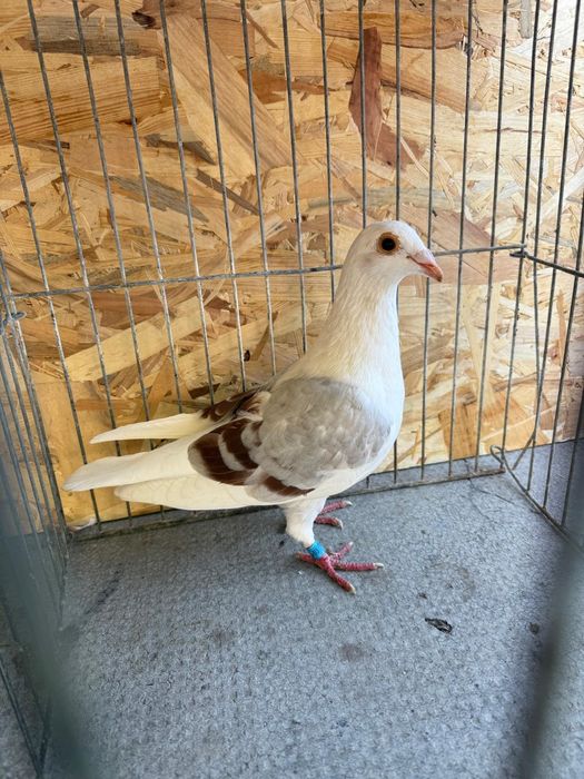 Porumbei voiajori căpăciți