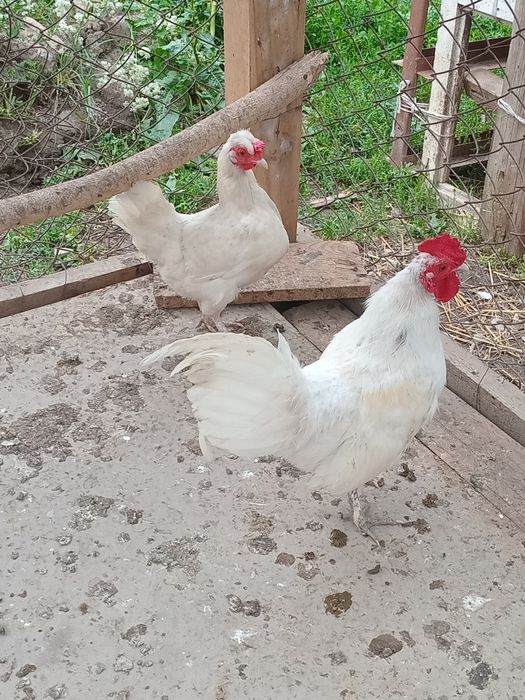Пар япондар сатылады