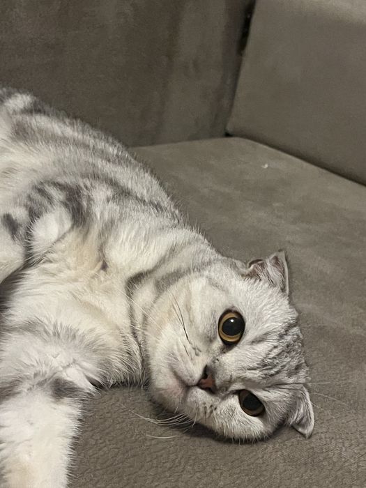 шотлантский висоухо кошка