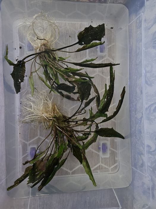 Продам криптокарина