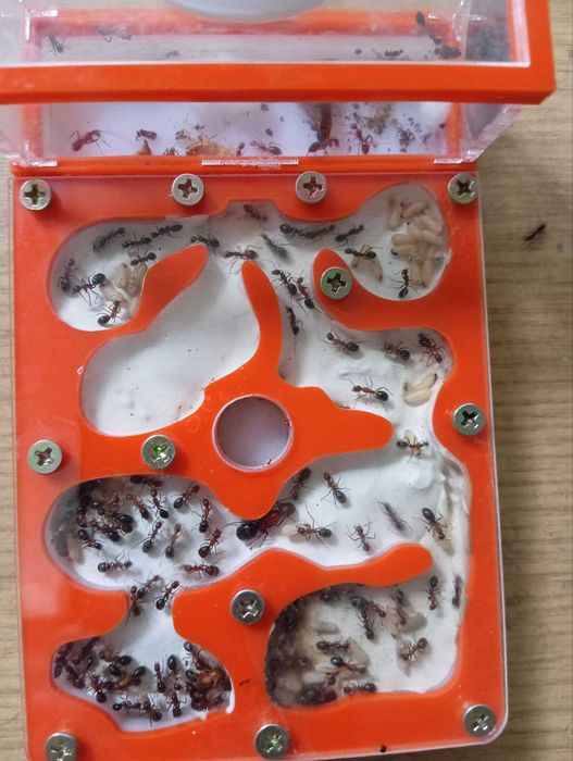 Муравьи. Муравьиные семьи