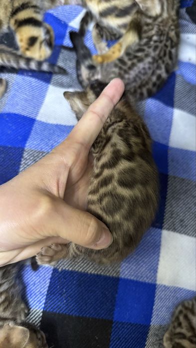 Котенок породы бенгал