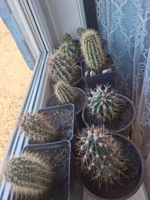 Продам взрослые кактусы,г.Риддер