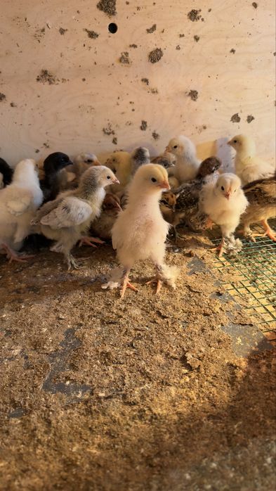 Yirik Brama jo‘jalari sotiladi (toza zot)