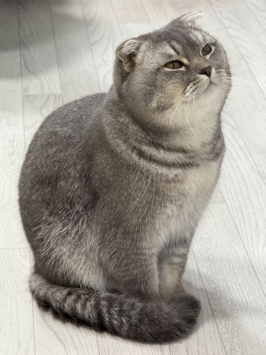 Куштиришга огил бола пародали бор кими кизиктрса смс ёзила