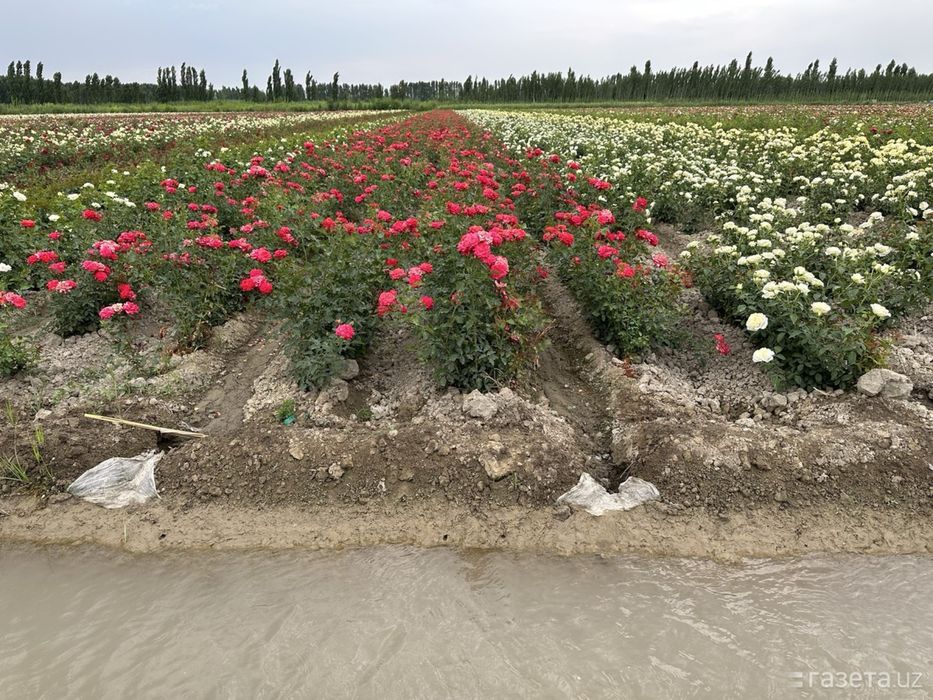 Атиргул кўчатлари сотилади