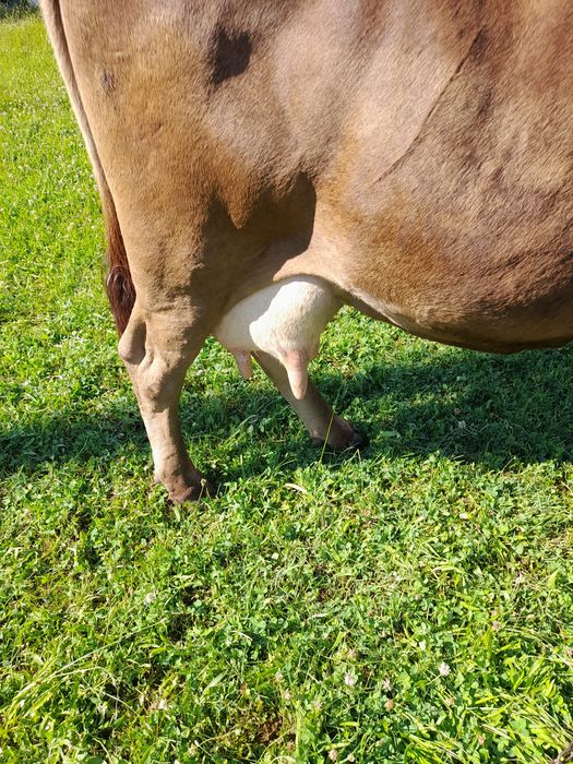 Vaca bună de lapte!