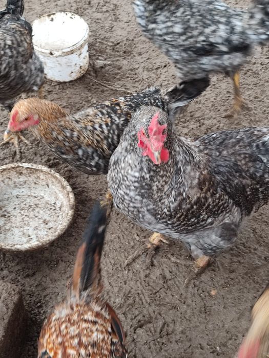 Петухи домашниее