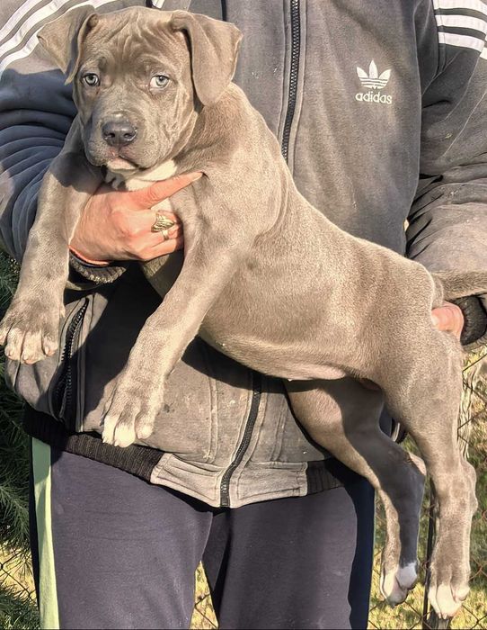 Американско Були ХЛ / American Bully XL  - 1 момиче