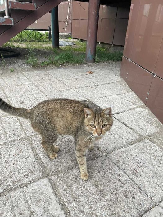 Появился кот (кошка). Чей?