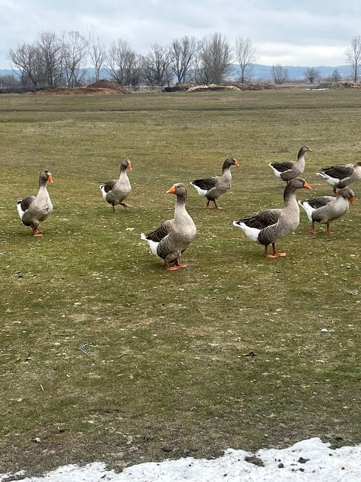 Продавам гъски и петли