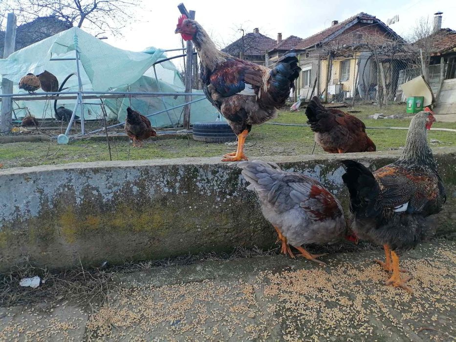 Катунски петли за продан