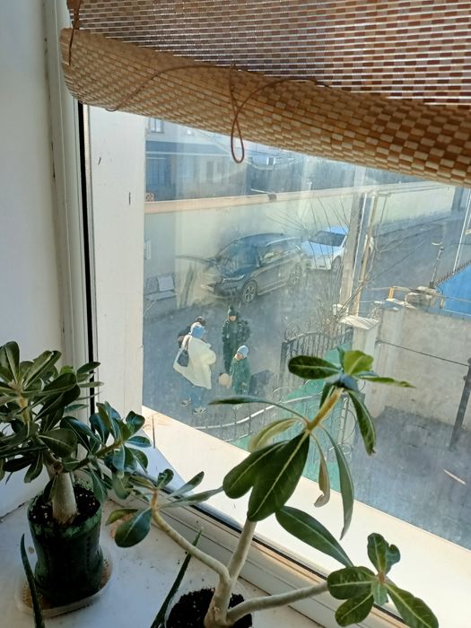 Продается Комнатные цветы цветы