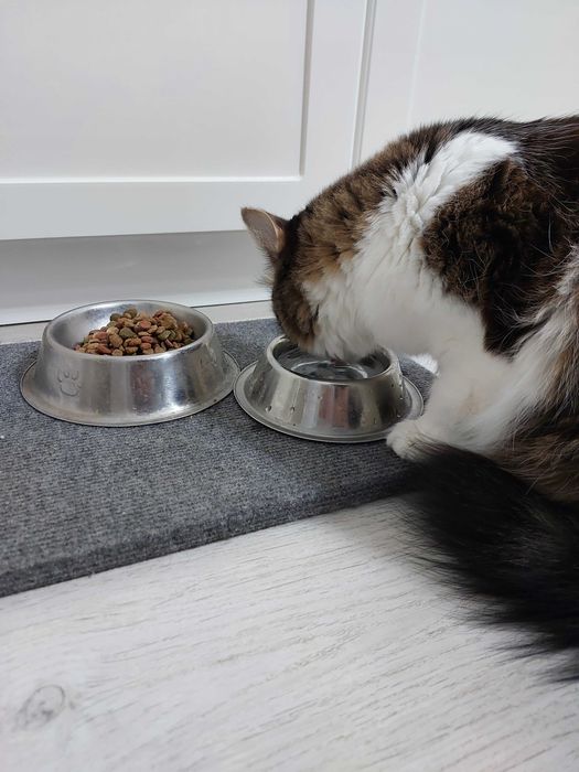 Отдам кошку в добрые руки