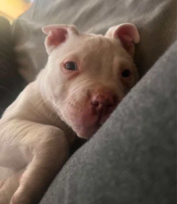 Малко питбулче , чистокръвно