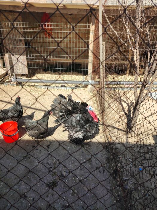 Kurka, induk xorozi  sotiladi 3 ta