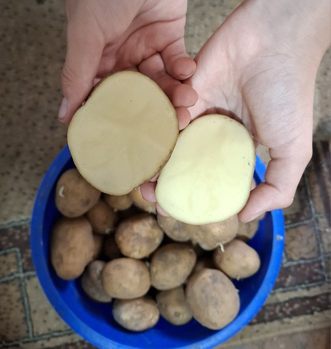 Продам картофель дачный, вкусный.