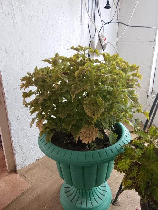 Продам колеусы в горшках