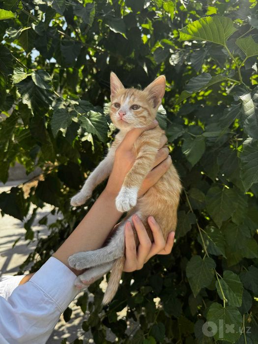 Отдам котят даром в добрые руки