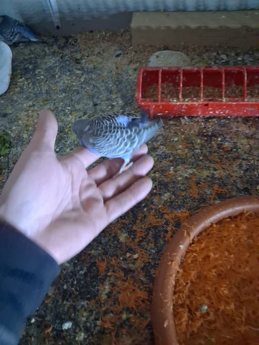 Papagali perusi tineret