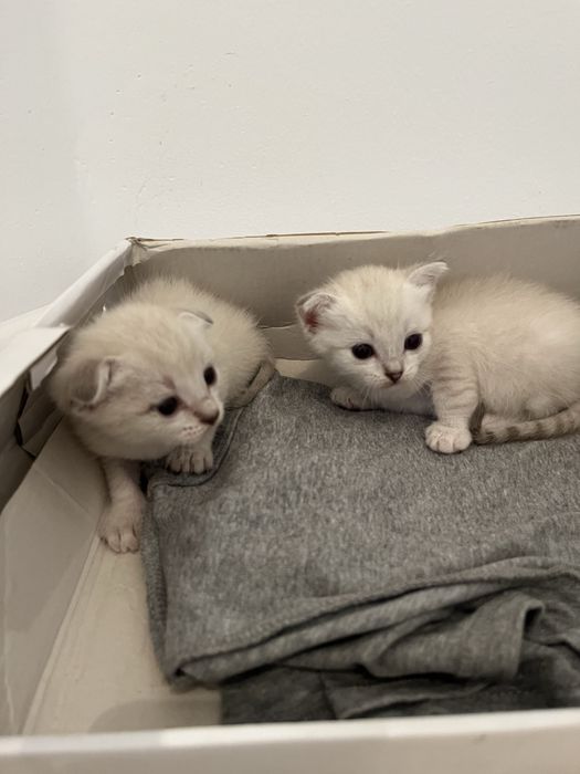 Отдам бесплатно! Желательно в добрые руки которые любящих кошок