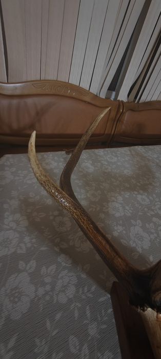 Рога натуральные Елик Себирская косуля