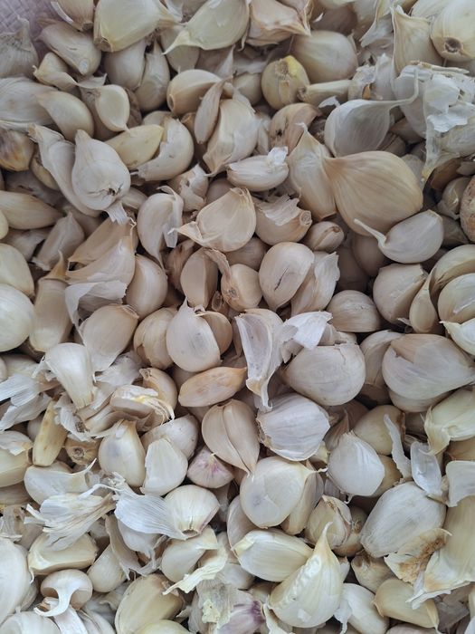 Samanta de usturoi romanesc Catei desfacuti pentru plantare