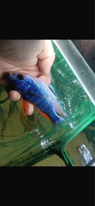 Ciclide africane de vanzare