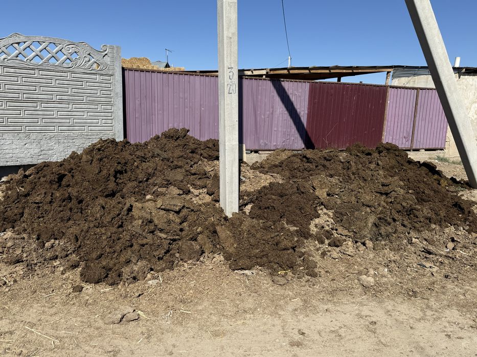 Таза көң бар навоз тегін