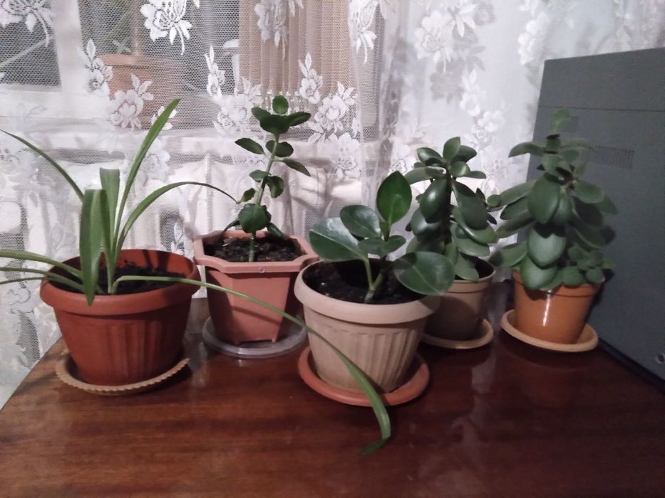 Продам комнатные цветы.