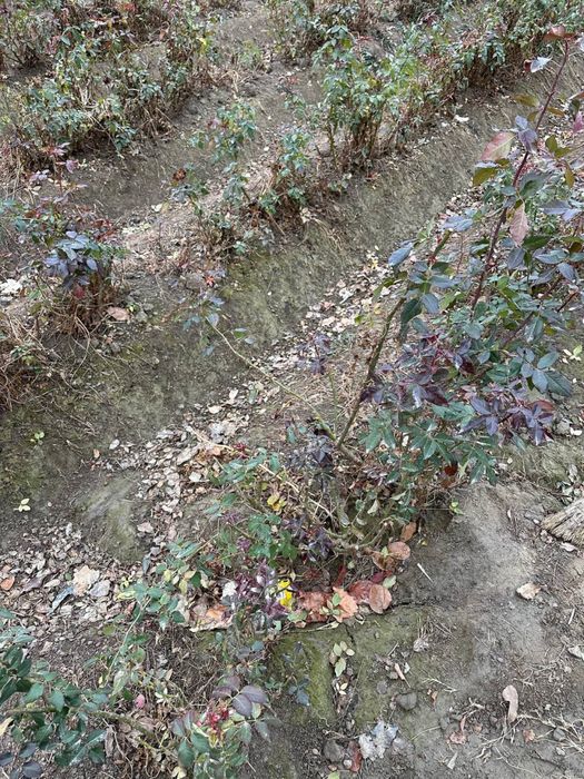 Атиргул Кучатлари  сотилади