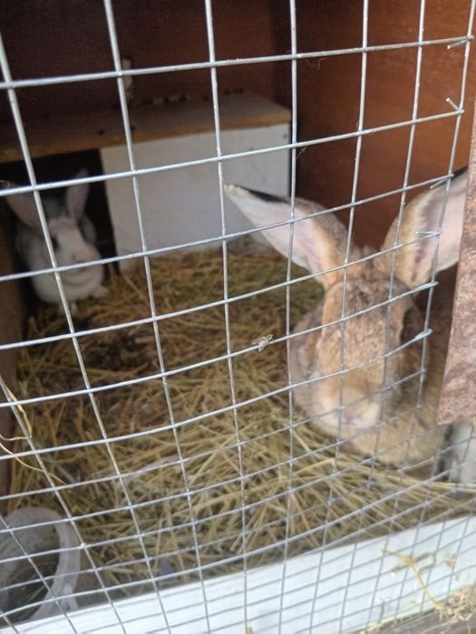 Продам кроликов разных возрастов